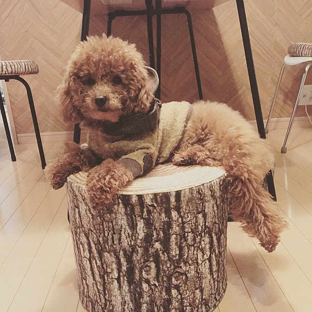 Hitomiさんの実例写真