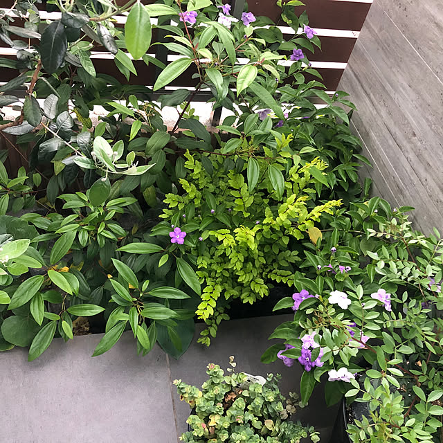 Rororiさんの部屋