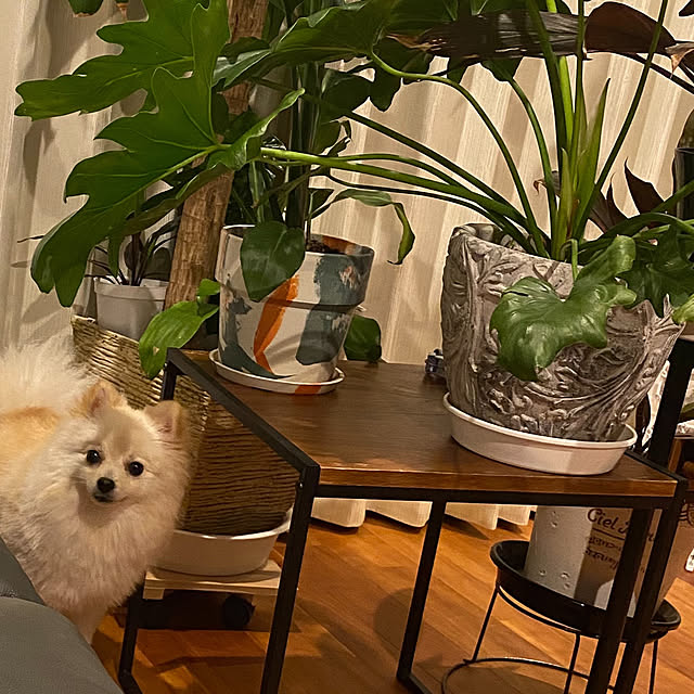 1546さんの実例写真
