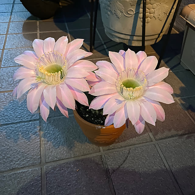 Mihoさんの部屋