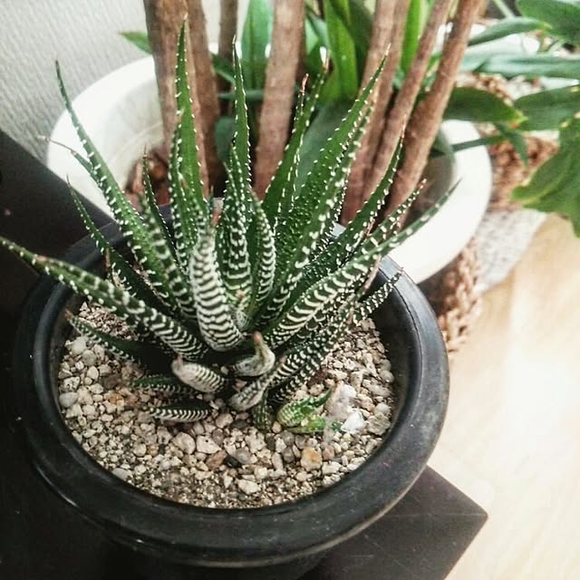 ugさんの実例写真