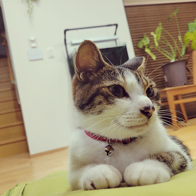 natuさんの実例写真