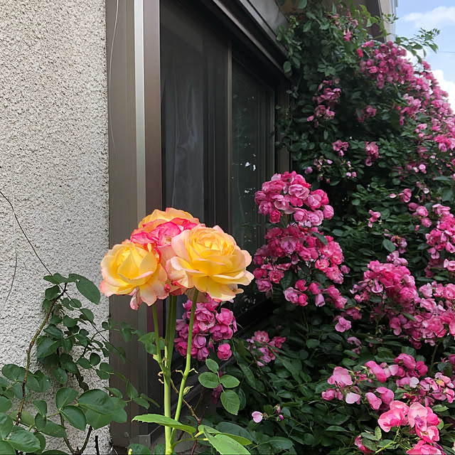 roserose555さんの実例写真