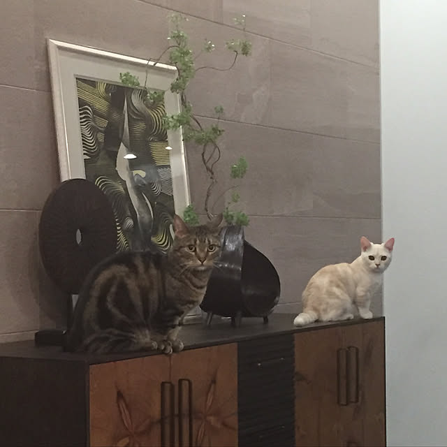 komumaさんの実例写真