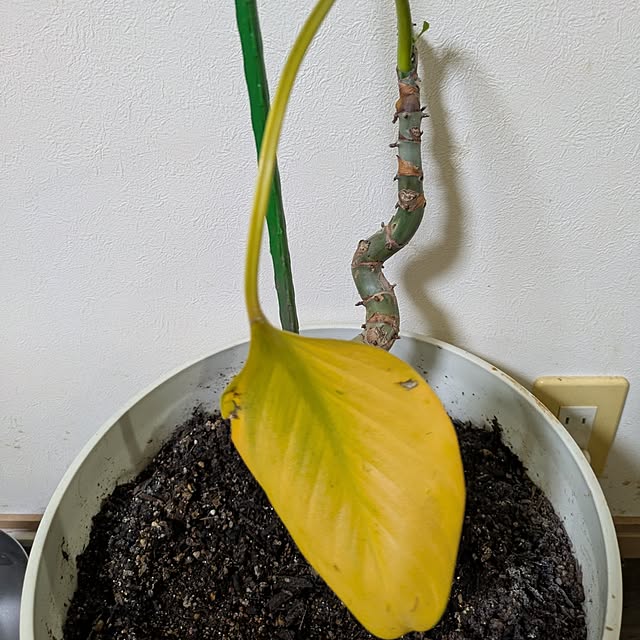 asaさんの実例写真