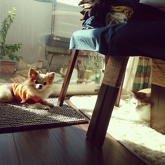 porinさんの実例写真