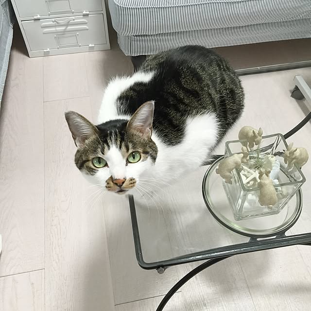 yuchiさんの実例写真