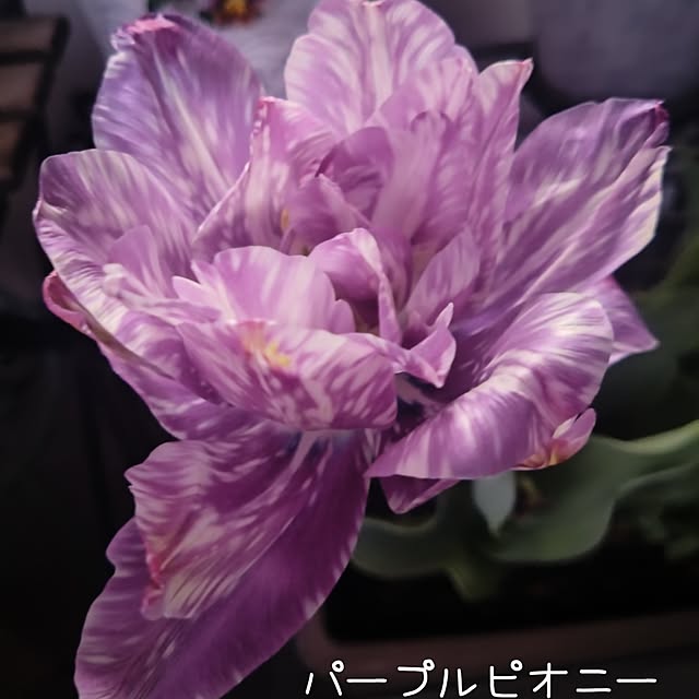 Petit_Pommierさんの部屋