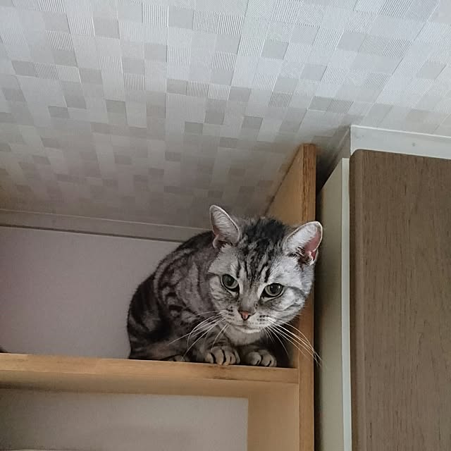 ronさんの実例写真