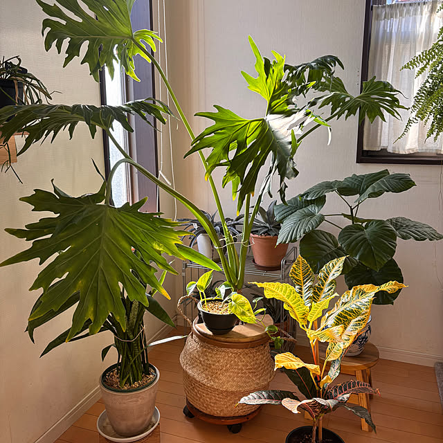 greycatsさんの部屋