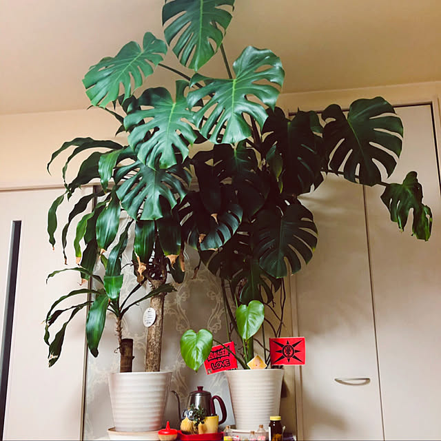 hiicanさんの実例写真