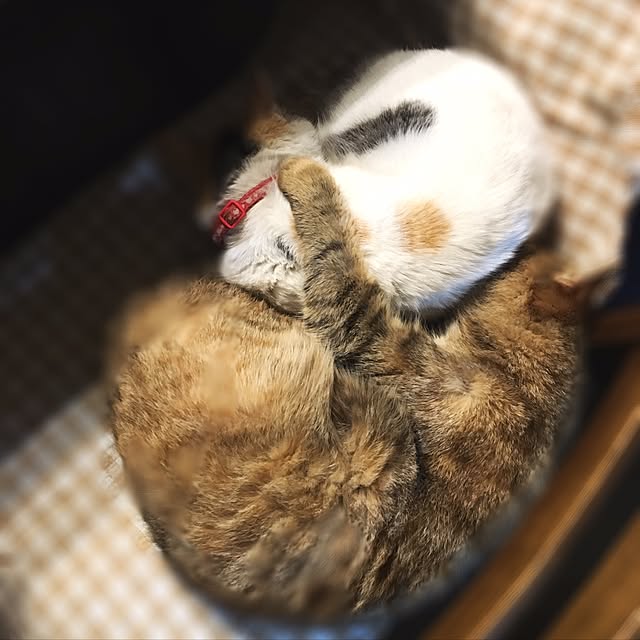 poncocoberryさんの実例写真