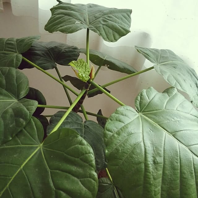 waramieさんの実例写真
