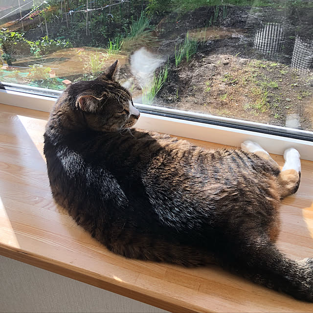kuu511さんの実例写真