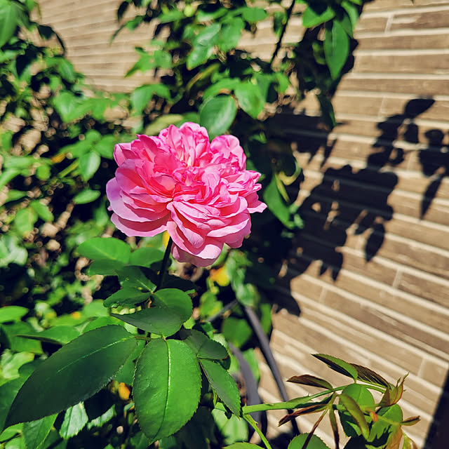mimi828さんの実例写真