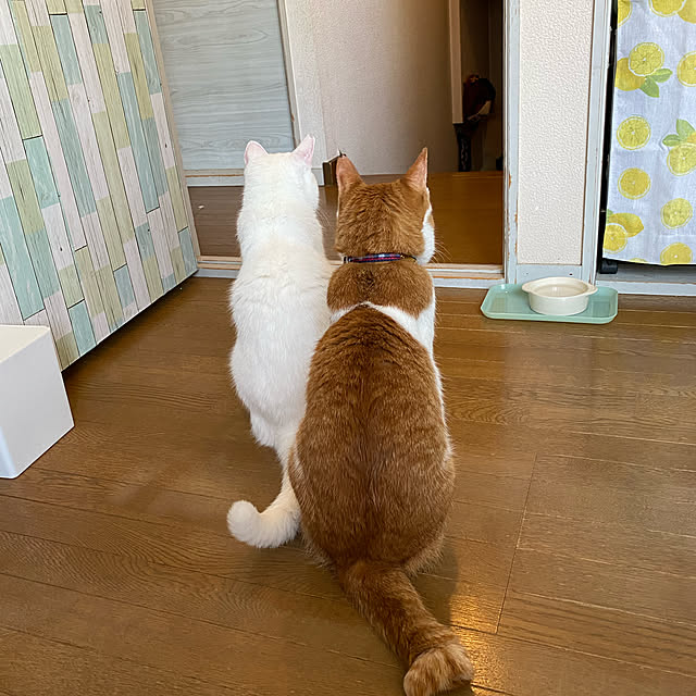 SHIHOさんの実例写真