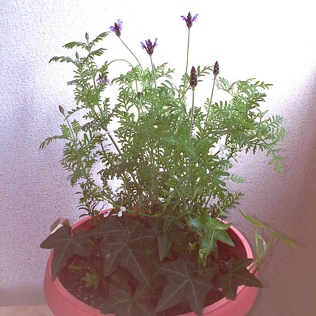 soraさんの実例写真