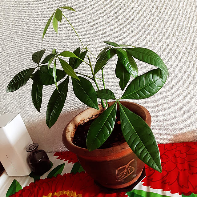 ririeeさんの実例写真