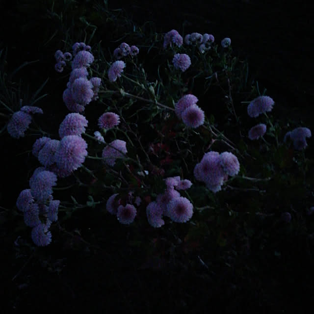 Tomopさんの実例写真