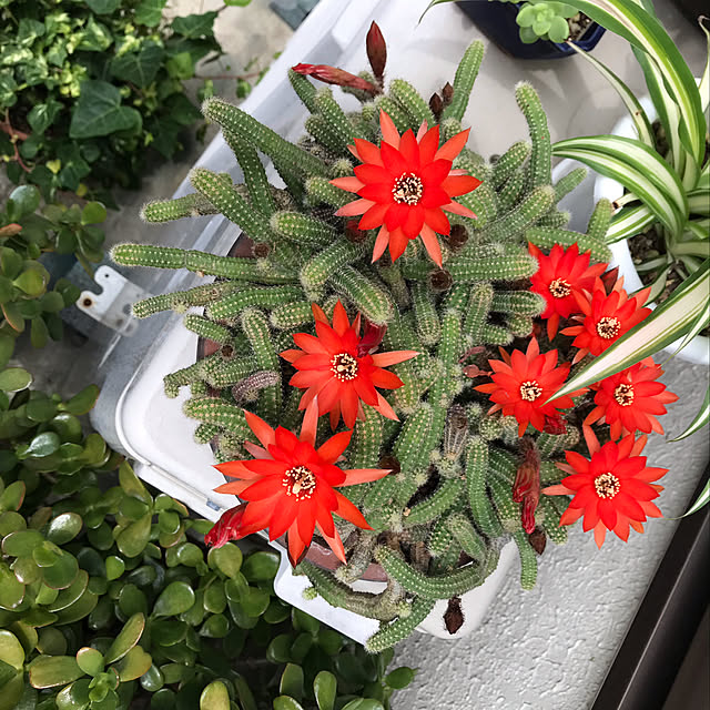 部屋全体のインテリア実例 - 2019-06-08 12:19:07