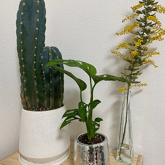 ミモザ/柱サボテン/花/サボテン/観葉植物...などのインテリア実例 - 2023-03-17 15:48:10