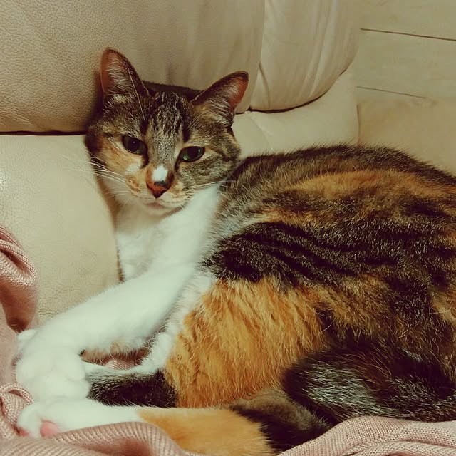 tomo1220さんの実例写真