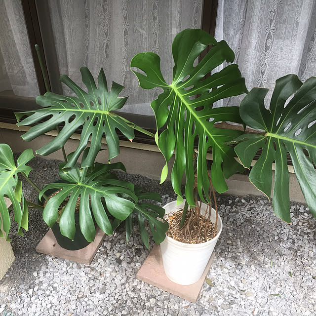miporinさんの実例写真