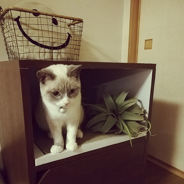 yukaringomushiさんの実例写真