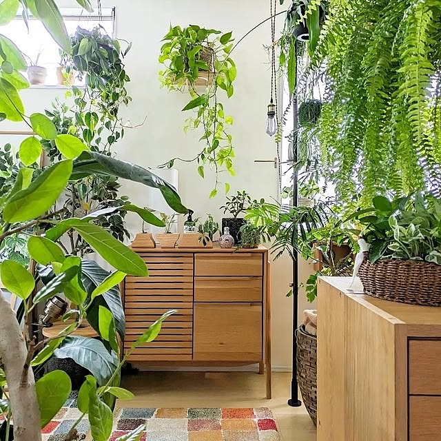 観葉植物のある暮らし/北欧インテリア/北欧ナチュラルインテリア/壁/天井のインテリア実例 - 2024-06-28 18:16:21