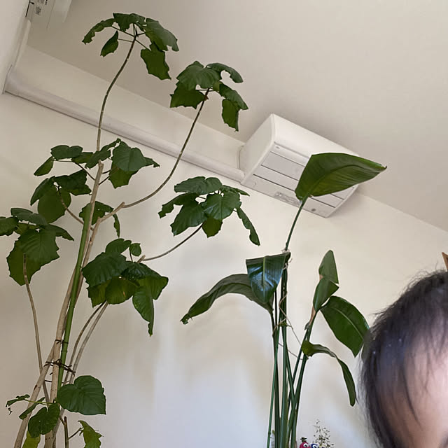 kotaroさんの実例写真
