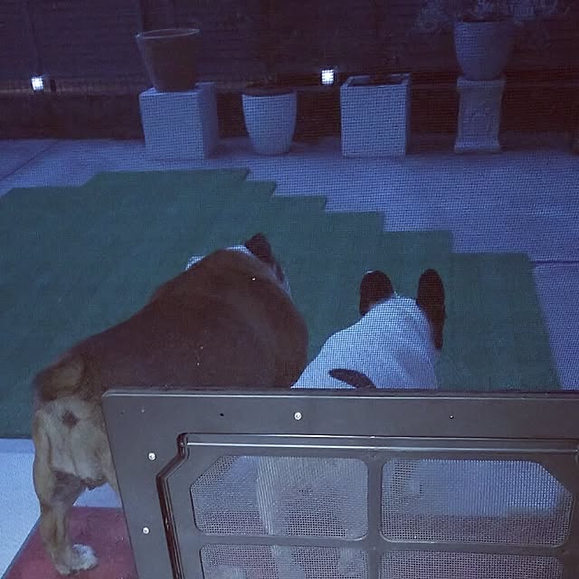 panchobiさんの実例写真
