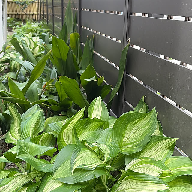 mozukuさんの実例写真