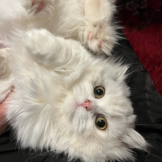 AYUKOさんの実例写真