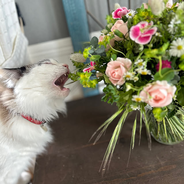 chanさんの実例写真