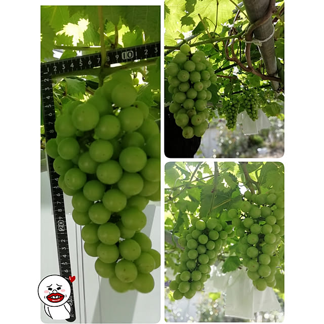 hm99さんの実例写真