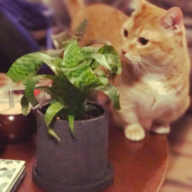 amo69xxさんの実例写真
