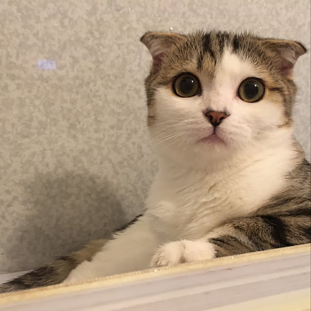 CATさんの実例写真