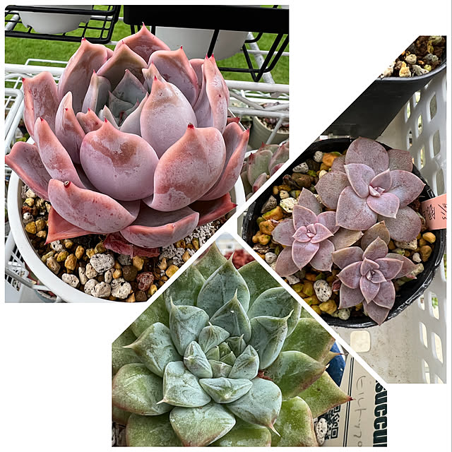 melmelさんの実例写真