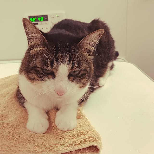miruさんの実例写真