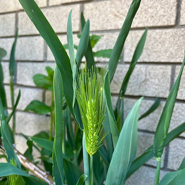 botanさんの部屋