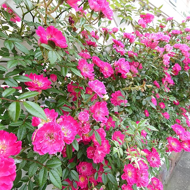 fleur-mamanさんの部屋