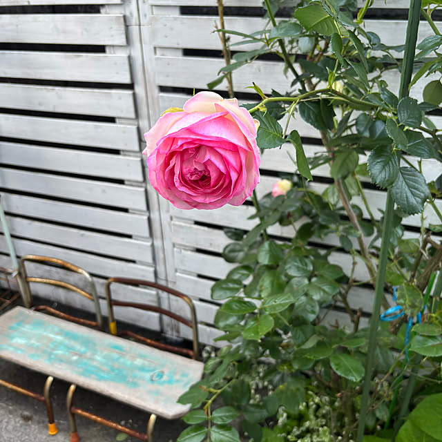 asukazさんの部屋