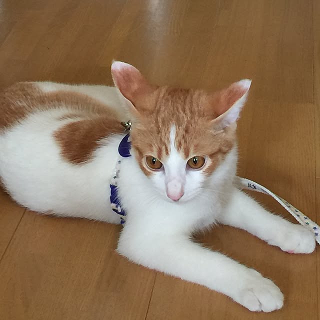 eucharisさんの実例写真