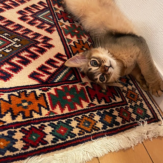 実例写真