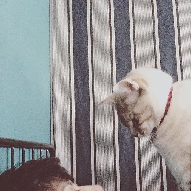 Naoki.さんの実例写真