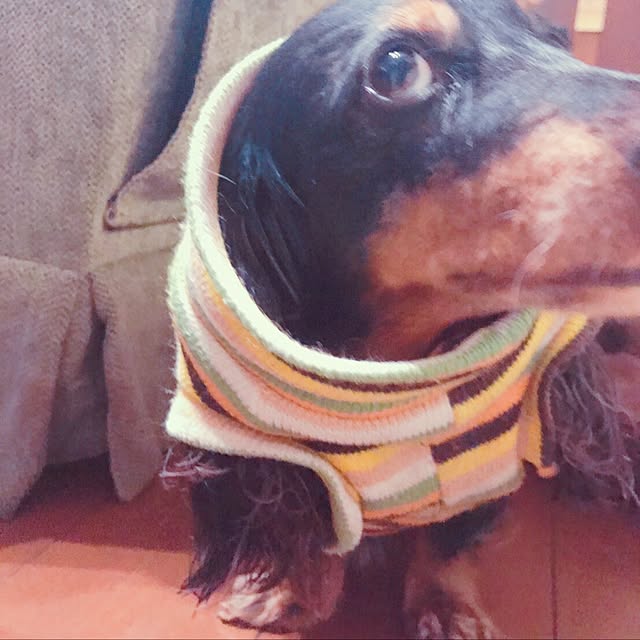 ange.zuzuさんの実例写真