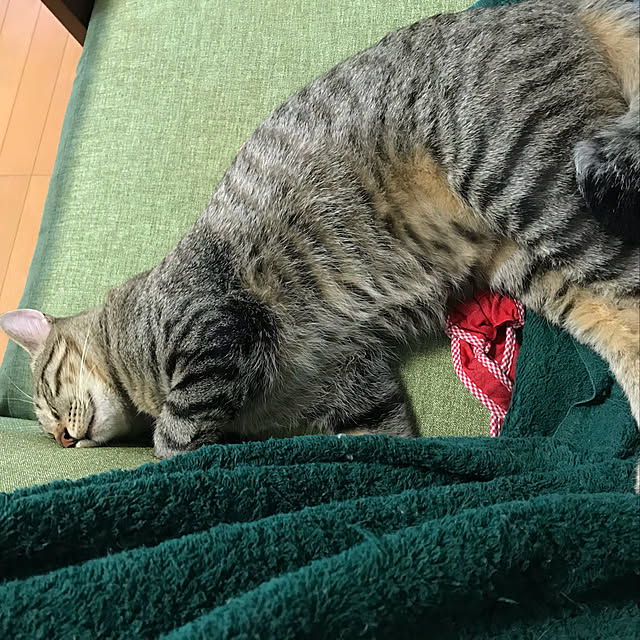 mikan161さんの実例写真
