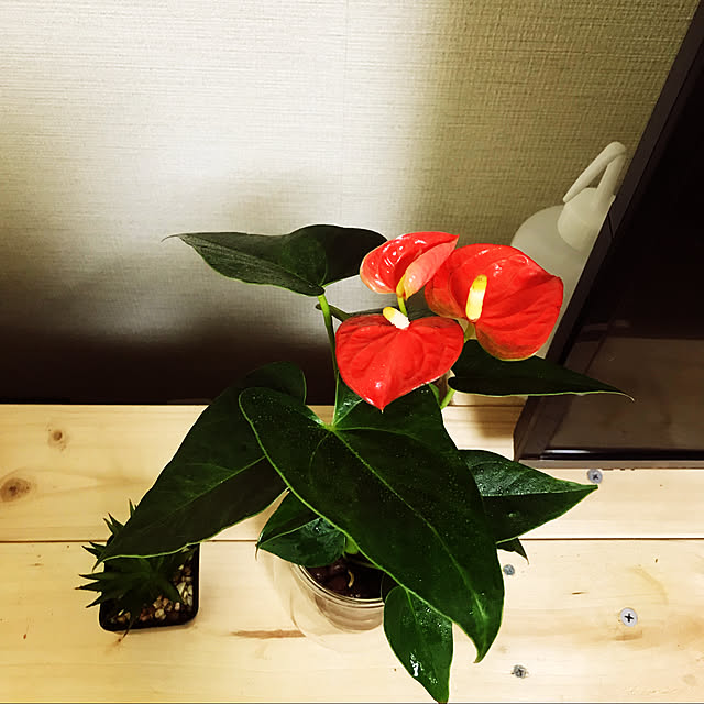 miccho55さんの実例写真
