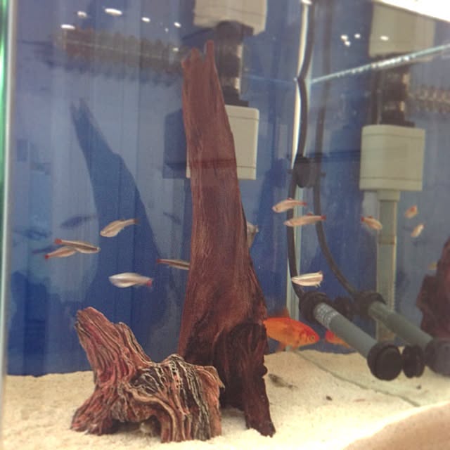 Nanaさんの実例写真