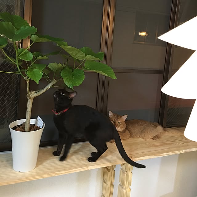 実例写真